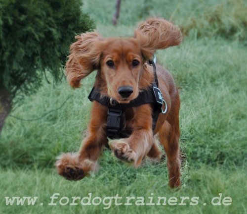 Bestseller ID Geschirr aus Nylon für Spaniel mit Klettlogo